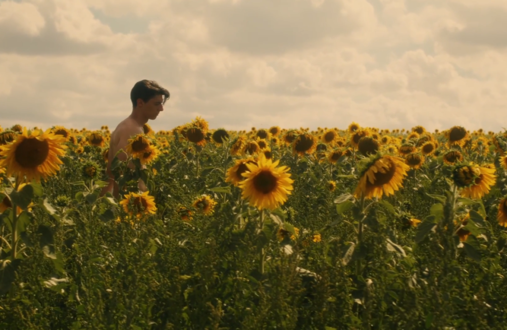 dans les tournesols sunflower film gabriel carrubba 